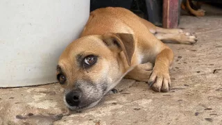 Albergue de perros en Culiacán