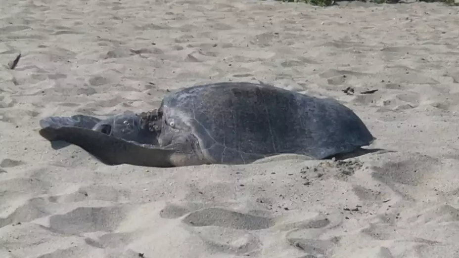 tortuga liberacion.jpg