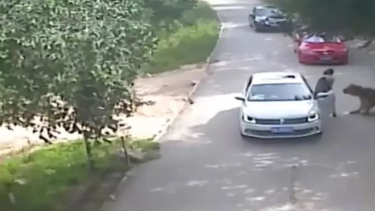 Mujer atacada tigre safari