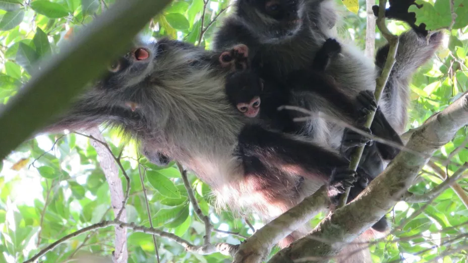 monos araga_DGCS.jpg