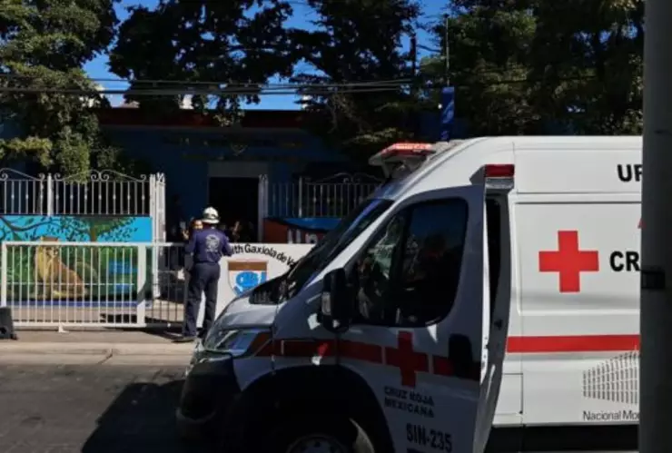 Abejas atacan secundaria en Culiacán, ¿qué se sabe?