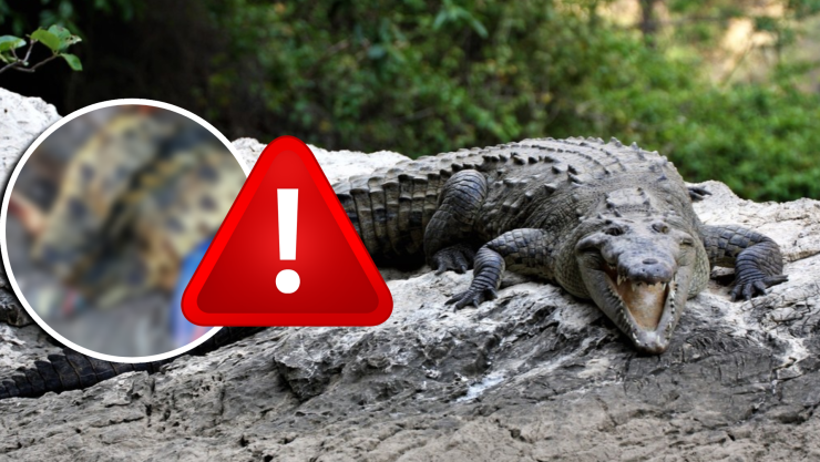 ¡Maltrato animal! Hallan piel de cocodrilo en calles de Cancún; esto se sabe del caso.webp