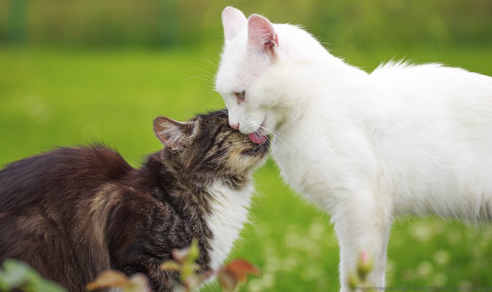 ddc gatos lamiendo