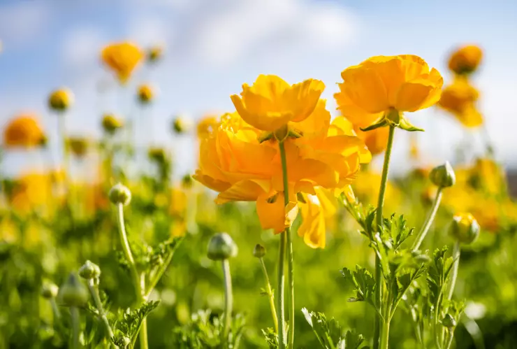 flores amarillas regalar 21 septiembre