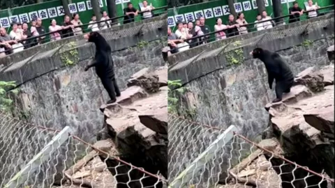 oso-del-sol-zoologico-hangzhou-china-video