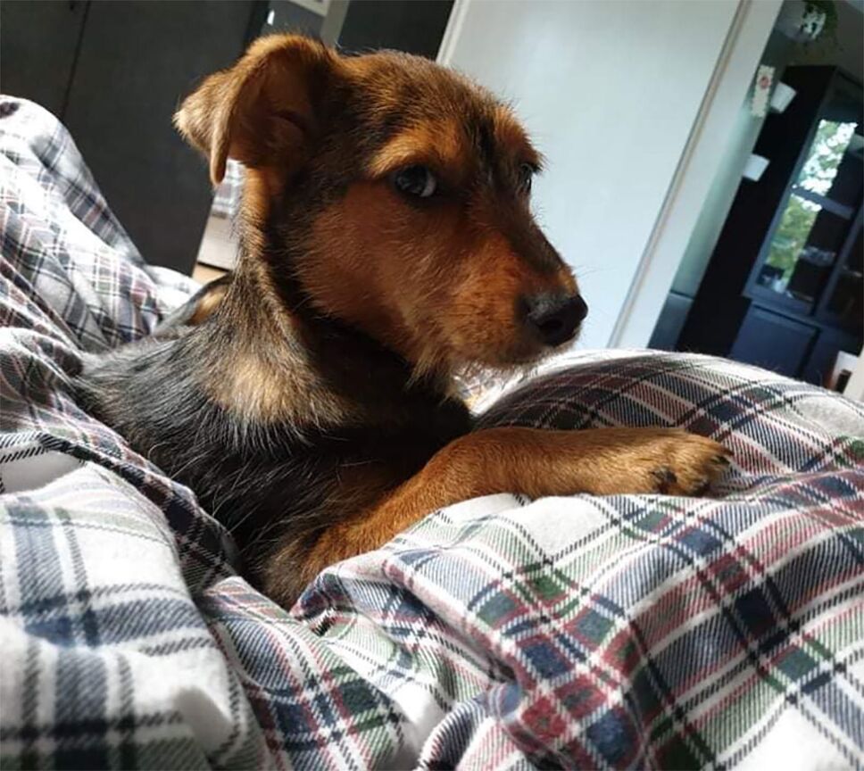 perrito familia zapato