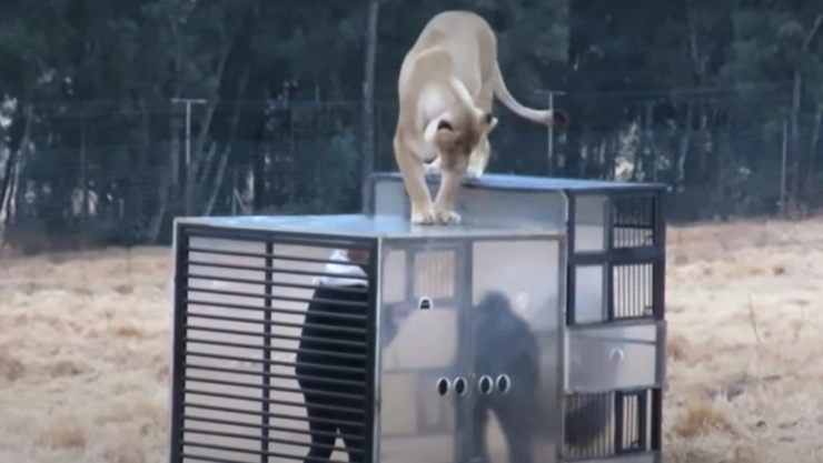 leones-visitantes-zoologico