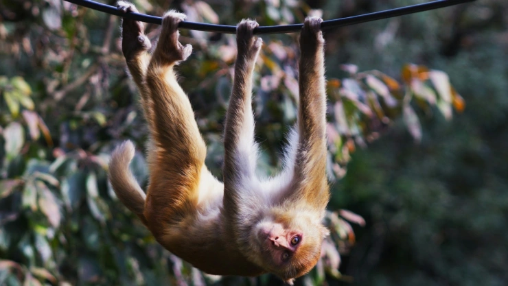monos-cola-humanos-evolucion