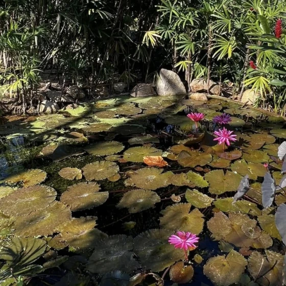 Jardín-Botánico-Acapulco.jpg