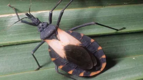 Esta es una imagen de la chinche besucona