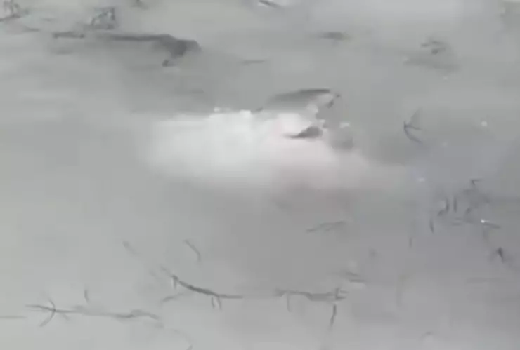 VIDEO_ Tiburón herido es captado en costas yucatecas