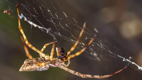 Araña violinista