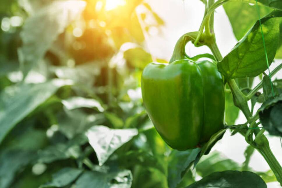 pimientos verdes creciendo en los huertos en casa.jpg