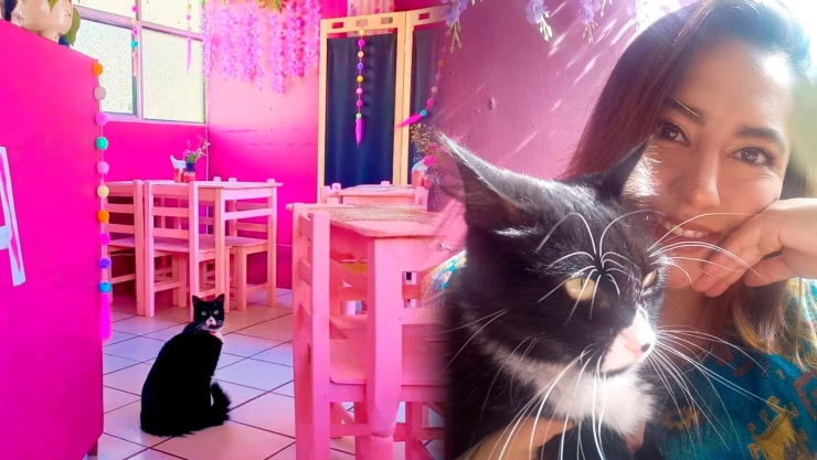 Dona propina a gatitos