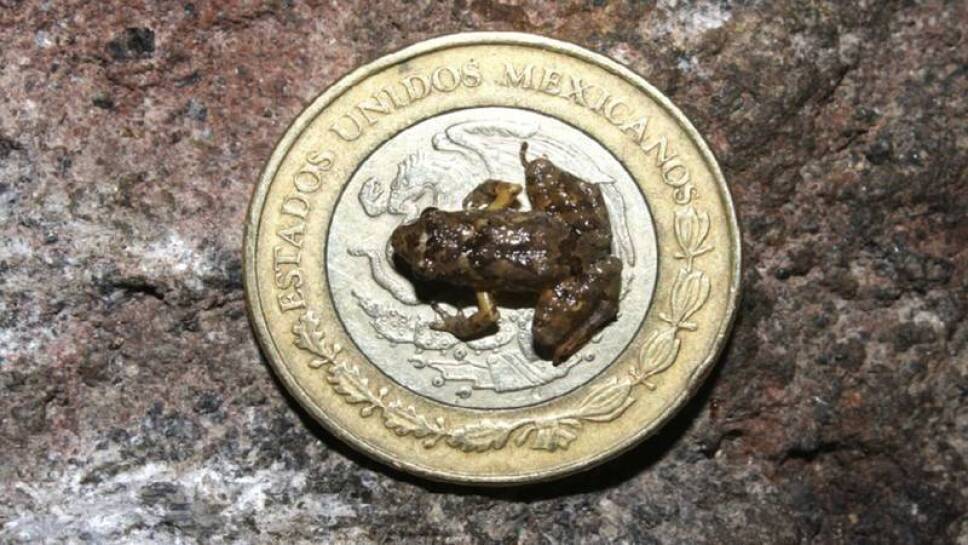 Diez pesos