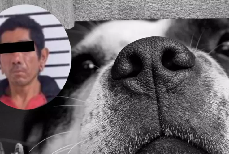 perro cdmx asesinado golpes.jpg