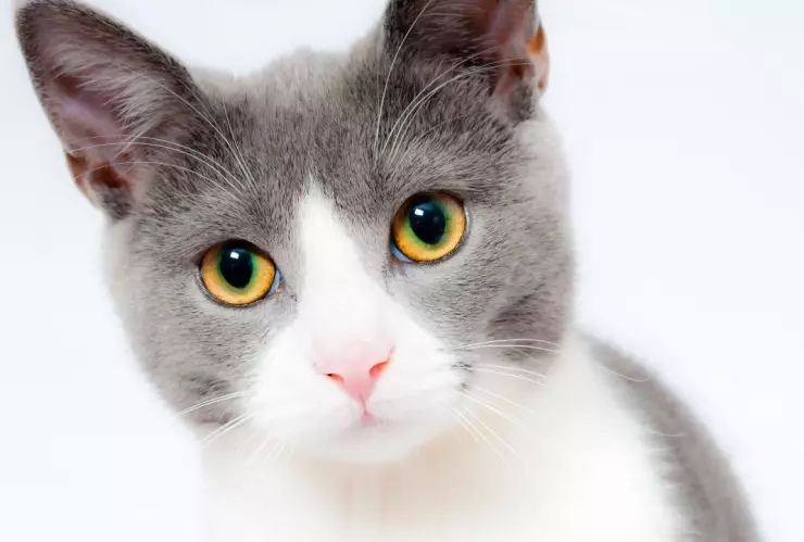 Rescatan a mil gatos que iban a sacrificar para vender su carne