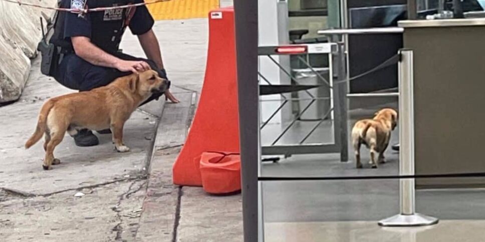 perrito internacional frontera