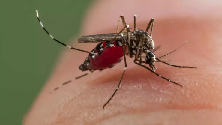 Reportan 7 fallecidos por dengue en Quintana Roo, entre ellos menores de edad