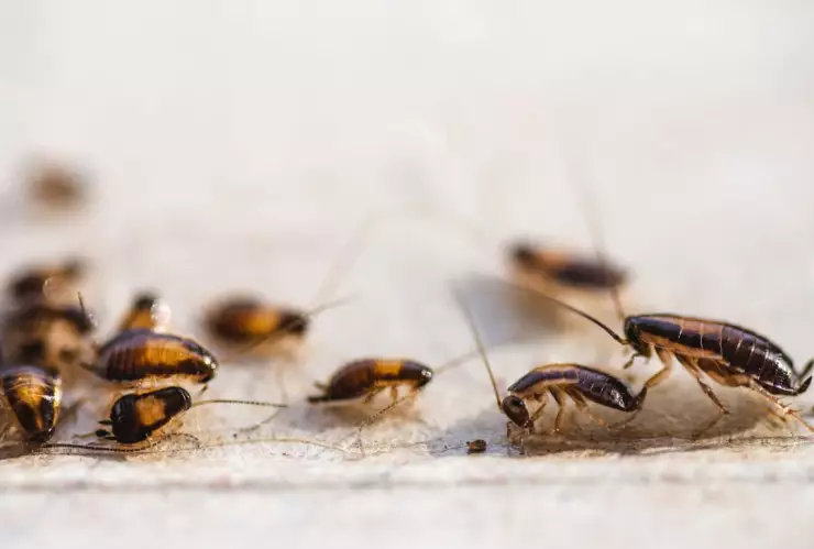 Enfermedades que transmiten las cucarachas