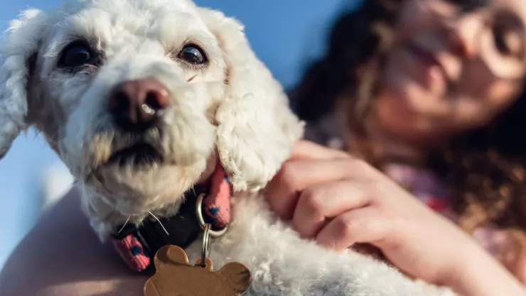 CURP para mascotas en Mexico