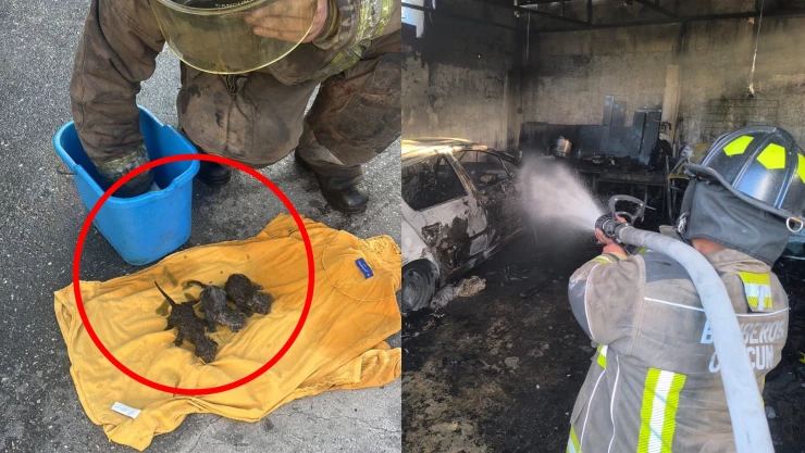 ÚLTIMA HORA: Rescatan gatitos de incendio en la Región 96 en Cancún; esto se sabe del siniestro