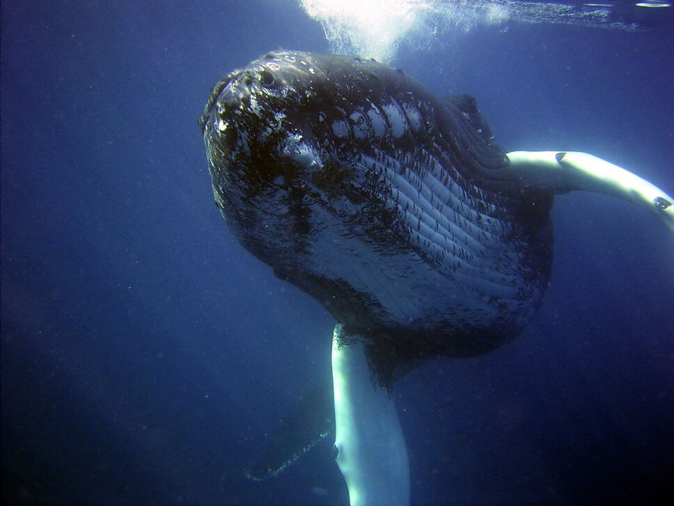 humpback-79854_1920.jpg