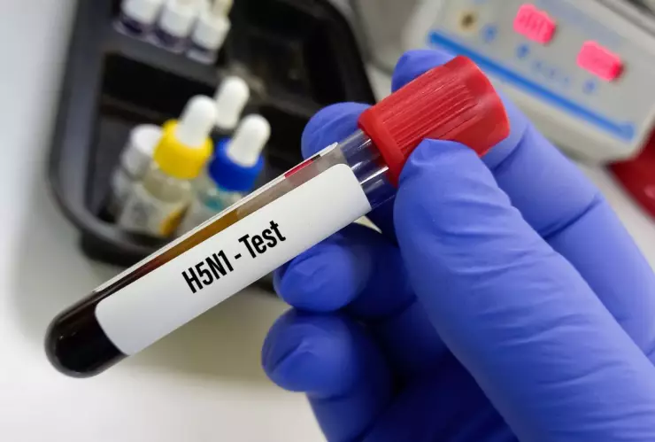 Casos de gripe aviar H5N1