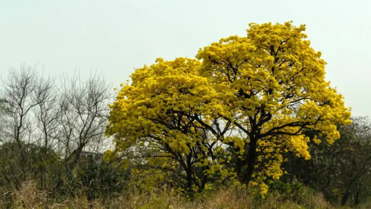 Guayacán