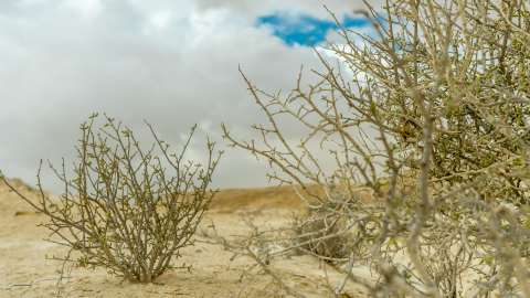 Vientos de Santa Ana