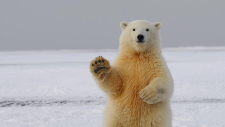 Foto-de-un-oso-durmiendo-gana-el-concurso-de-fotografía-del-Museo-de-Historia-Natural-de-Londres