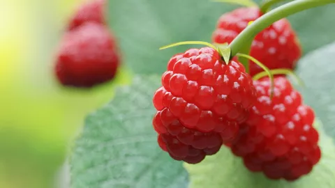 5 frutas que contienen más colágeno para frenar el envejecimiento