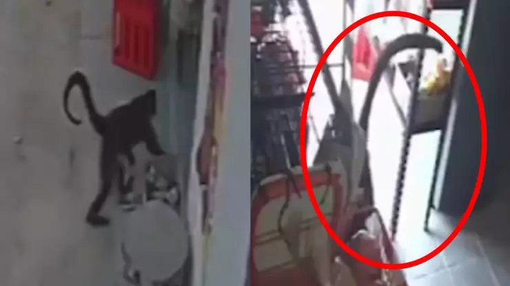 Mono araña ataca a mujer en Chiapas