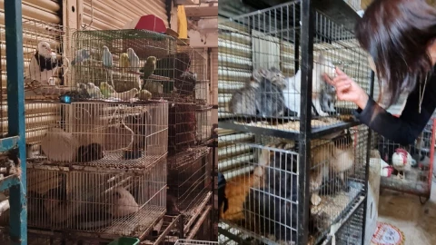 animales Mercado de Sonora maltrato.jpg