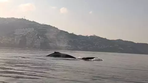 avistamiento-ballenas