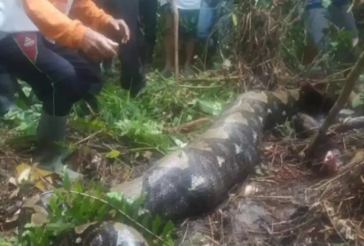 pitón gigante se come a mujer en indonesia