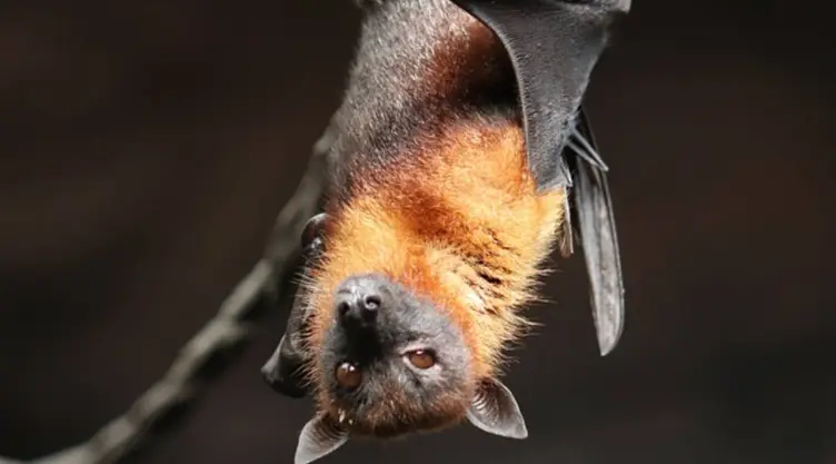murciélagos tailandia coronavirus.jpg
