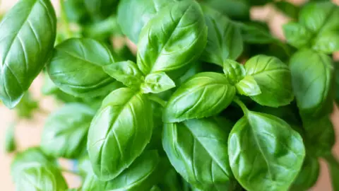 Albahaca, la planta que puede curar enfermedades