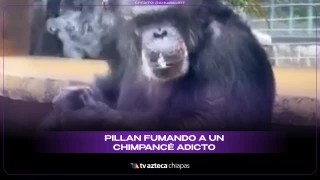 Revelan origen del chimpancé que fuma en China
