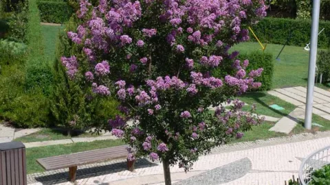 8 árboles que NO levantan las banquetas de tu casa y puedes tenerlos afuera sin problema