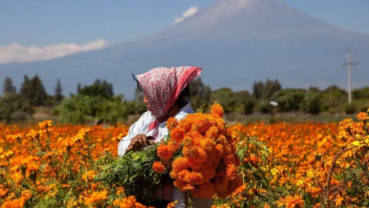 cempasúchil-producción-México