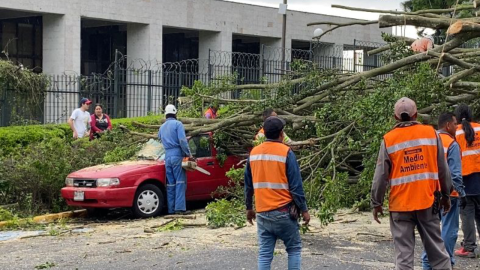 retiran árbol caido en Xalapa