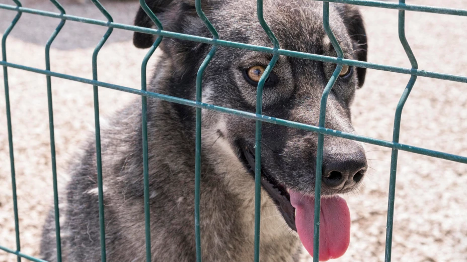 Maltrato animal Ciudad Juárez.png