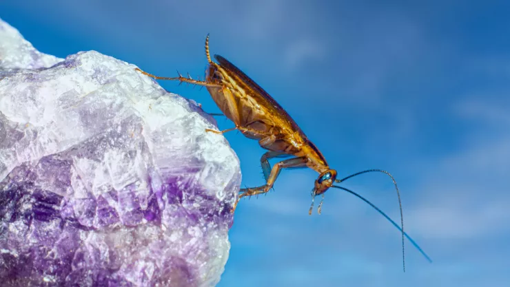 Este es el electrodoméstico de cocina donde viven las cucarachas