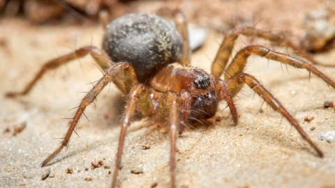 Tres características que diferencian a la araña violinista de todas: haz esto si te pican