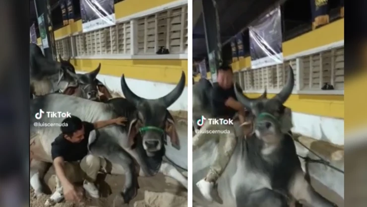 Joven es corneado por toro