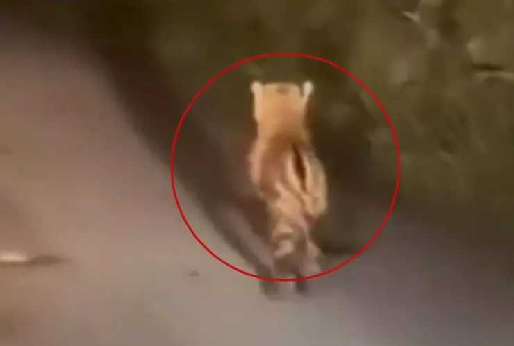 Captan a cachorro de JAGUAR en plena carretera de El Cuyo, Yucatán