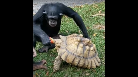 chimpancé y tortuga compartiendo una manzana.png