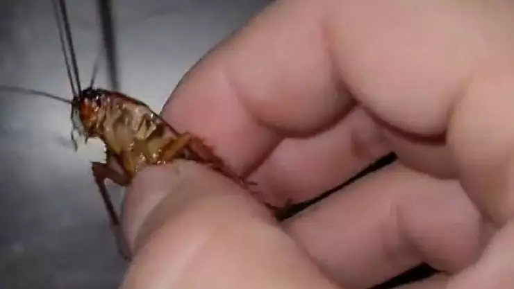 Baña a cucaracha y las redes lo acusan de maltrato animal