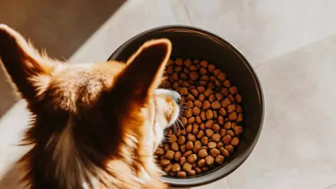 contaminación con Salmonella